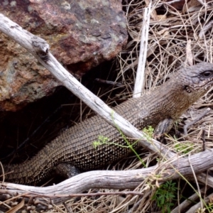 Egernia cunninghami at Majura, ACT - 25 Dec 2017