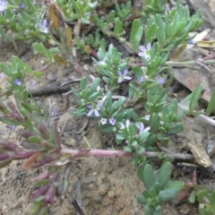 Lythrum hyssopifolia (Small Loosestrife) at Majura, ACT - 25 Dec 2017 by SilkeSma