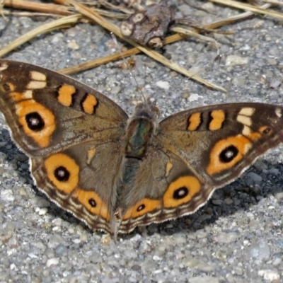 Junonia villida (Meadow Argus) at Macarthur, ACT - 25 Dec 2017 by RodDeb