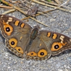 Junonia villida at Macarthur, ACT - 25 Dec 2017 03:02 PM