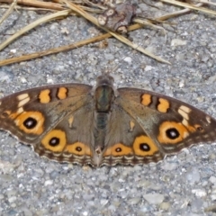 Junonia villida at Macarthur, ACT - 25 Dec 2017 03:02 PM