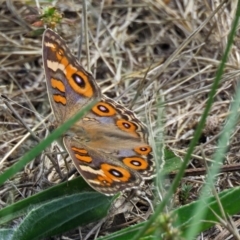 Junonia villida at Macarthur, ACT - 25 Dec 2017 03:02 PM