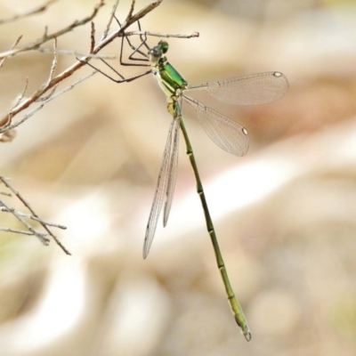 Synlestes weyersii (Bronze Needle) at Tennent, ACT - 16 Dec 2017 by JohnBundock