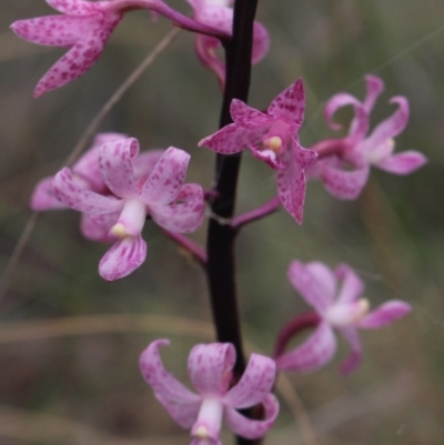 Dipodium roseum (Rosy Hyacinth Orchid) at MTR591 at Gundaroo - 25 Dec 2017 by MaartjeSevenster