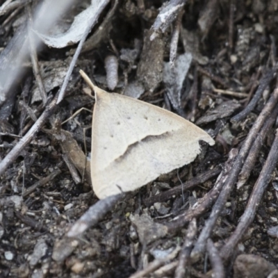 Epidesmia hypenaria (Long-nosed Epidesmia) at Michelago, NSW - 13 Nov 2017 by Illilanga