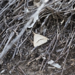 Epidesmia hypenaria at Michelago, NSW - 13 Nov 2017