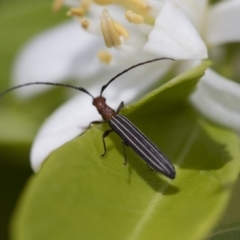 Syllitus rectus at Michelago, NSW - 12 Nov 2017