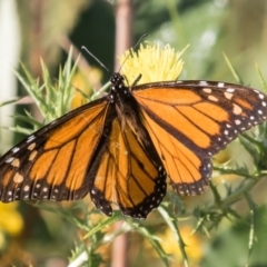 Danaus plexippus (Monarch) at Greenway, ACT - 22 Dec 2017 by gerardj