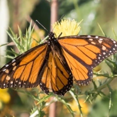 Danaus plexippus (Monarch) at Greenway, ACT - 22 Dec 2017 by gerardj