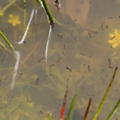 Notonectidae (family) at Michelago, NSW - 7 Nov 2017