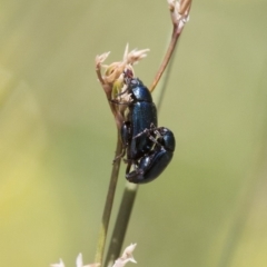 Arsipoda sp. (genus) (A flea beetle) at Michelago, NSW - 7 Nov 2017 by Illilanga