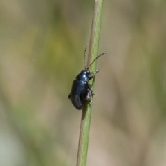 Arsipoda sp. (genus) at Michelago, NSW - 7 Nov 2017