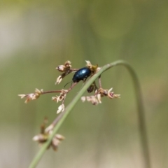 Arsipoda sp. (genus) at Michelago, NSW - 7 Nov 2017 12:11 PM