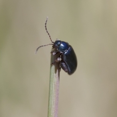 Arsipoda sp. (genus) at Michelago, NSW - 7 Nov 2017 12:11 PM