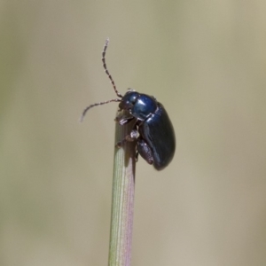 Arsipoda sp. (genus) at Michelago, NSW - 7 Nov 2017