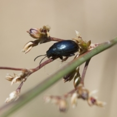 Arsipoda sp. (genus) at Michelago, NSW - 7 Nov 2017 12:11 PM