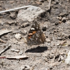 Vanessa kershawi (Australian Painted Lady) at Michelago, NSW - 13 Nov 2017 by Illilanga