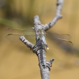 Orthetrum caledonicum at Michelago, NSW - 23 Dec 2017