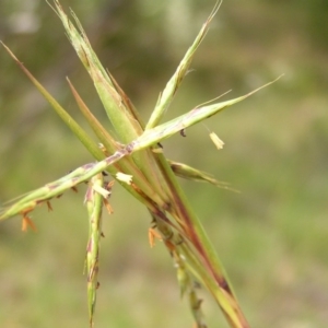 Cymbopogon refractus at Kambah, ACT - 24 Dec 2017