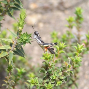 Macrotona australis at Kambah, ACT - 24 Dec 2017