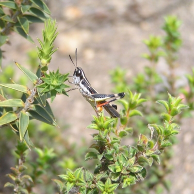 Macrotona australis (Common Macrotona Grasshopper) at Mount Taylor - 24 Dec 2017 by MatthewFrawley
