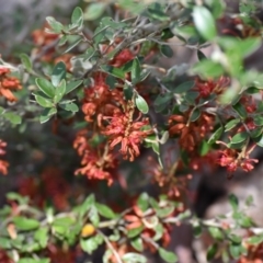 Grevillea diminuta at Cotter River, ACT - 27 Oct 2017 by jmcleod