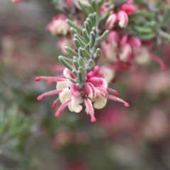 Grevillea lanigera at Cotter River, ACT - 28 Oct 2017 12:19 PM