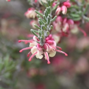 Grevillea lanigera at Cotter River, ACT - 28 Oct 2017