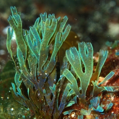 Dictyota sp. (genus) (A brown seaweed) at Batemans Marine Park - 21 Apr 2017 by RoyandJenny