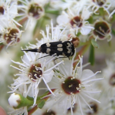 Hoshihananomia leucosticta (Pintail or Tumbling flower beetle) at Mount Taylor - 24 Dec 2017 by MatthewFrawley
