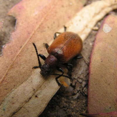 Ecnolagria grandis (Honeybrown beetle) at Kambah, ACT - 25 Dec 2017 by MatthewFrawley