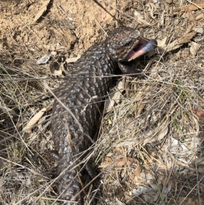 Tiliqua rugosa (Shingleback Lizard) at Majura, ACT - 26 Dec 2017 by AaronClausen