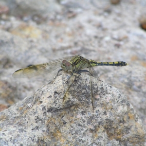 Orthetrum caledonicum at Kambah, ACT - 26 Dec 2017