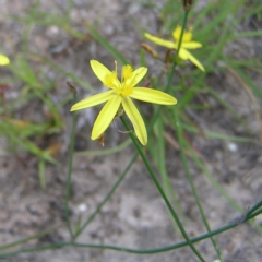 Tricoryne elatior (Yellow Rush Lily) at Kambah, ACT - 26 Dec 2017 by MatthewFrawley