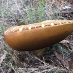 zz bolete at Belconnen, ACT - 25 Dec 2017 by RWPurdie