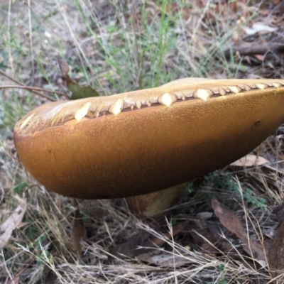 zz bolete at Aranda Bushland - 25 Dec 2017 by RWPurdie