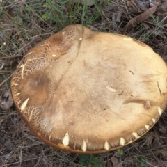 zz bolete at Belconnen, ACT - 26 Dec 2017 12:00 AM