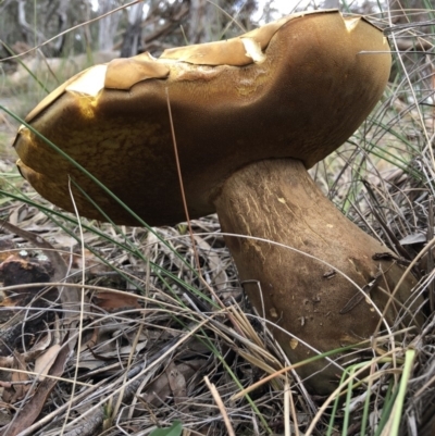 Phlebopus marginatus (Giant Bolete) at Majura, ACT - 26 Dec 2017 by AaronClausen