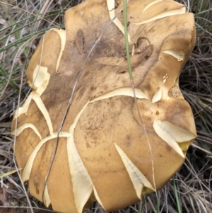 Phlebopus marginatus at Majura, ACT - 26 Dec 2017