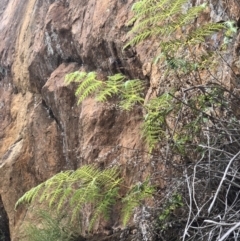 Histiopteris incisa at Mount Ainslie - 26 Dec 2017 by AaronClausen