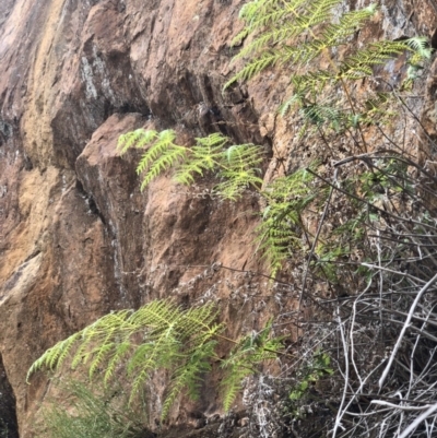 Histiopteris incisa at Mount Ainslie - 26 Dec 2017 by AaronClausen