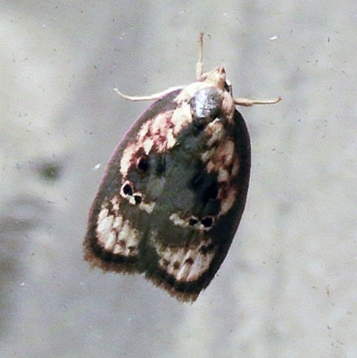 Eochrois sarcoxantha (A concealer moth) at O'Connor, ACT - 23 Dec 2017 by ibaird