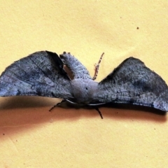 Circopetes obtusata (Grey Twisted Moth) at O'Connor, ACT - 23 Dec 2017 by ibaird