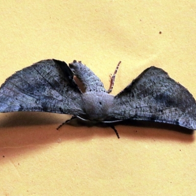 Circopetes obtusata (Grey Twisted Moth) at O'Connor, ACT - 24 Dec 2017 by ibaird