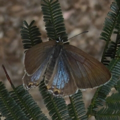 Jalmenus icilius (Amethyst Hairstreak) at Mount Taylor - 25 Dec 2017 by Christine