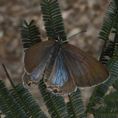 Jalmenus icilius (Amethyst Hairstreak) at Chifley, ACT - 25 Dec 2017 by Christine