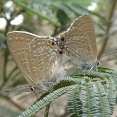 Jalmenus icilius at Chifley, ACT - 26 Dec 2017