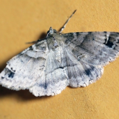 Syneora hemeropa (Ring-tipped Bark Moth) at O'Connor, ACT - 23 Dec 2017 by ibaird