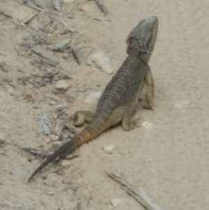 Pogona barbata at Denman Prospect, ACT - suppressed