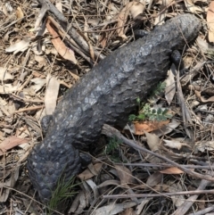 Tiliqua rugosa (Shingleback Lizard) at Hackett, ACT - 27 Dec 2017 by AaronClausen